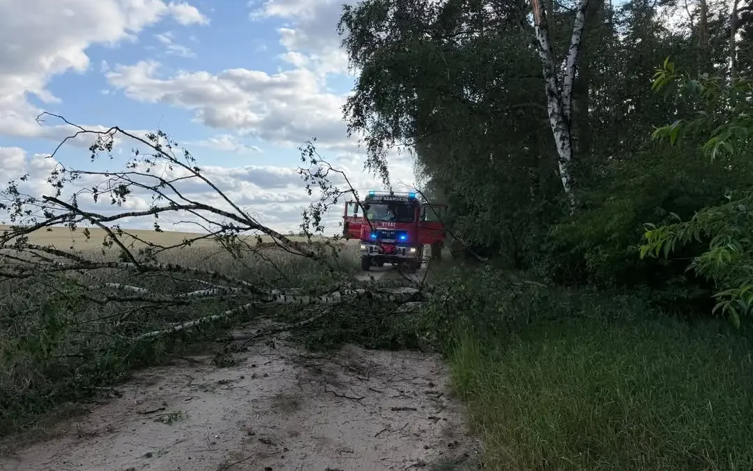 Strażacy z OSP Szamocin usunęli powalone drzewo z drogi w Borowie