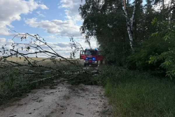 Strażacy z OSP Szamocin usunęli powalone drzewo z drogi w Borowie