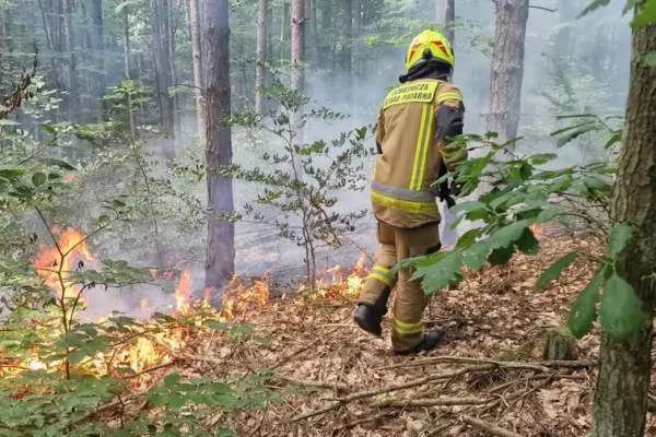 Pożar poszycia leśnego w Chodzieży – szybka interwencja strażaków