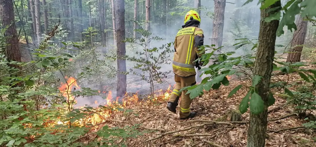 Pożar poszycia leśnego w Chodzieży – szybka interwencja strażaków