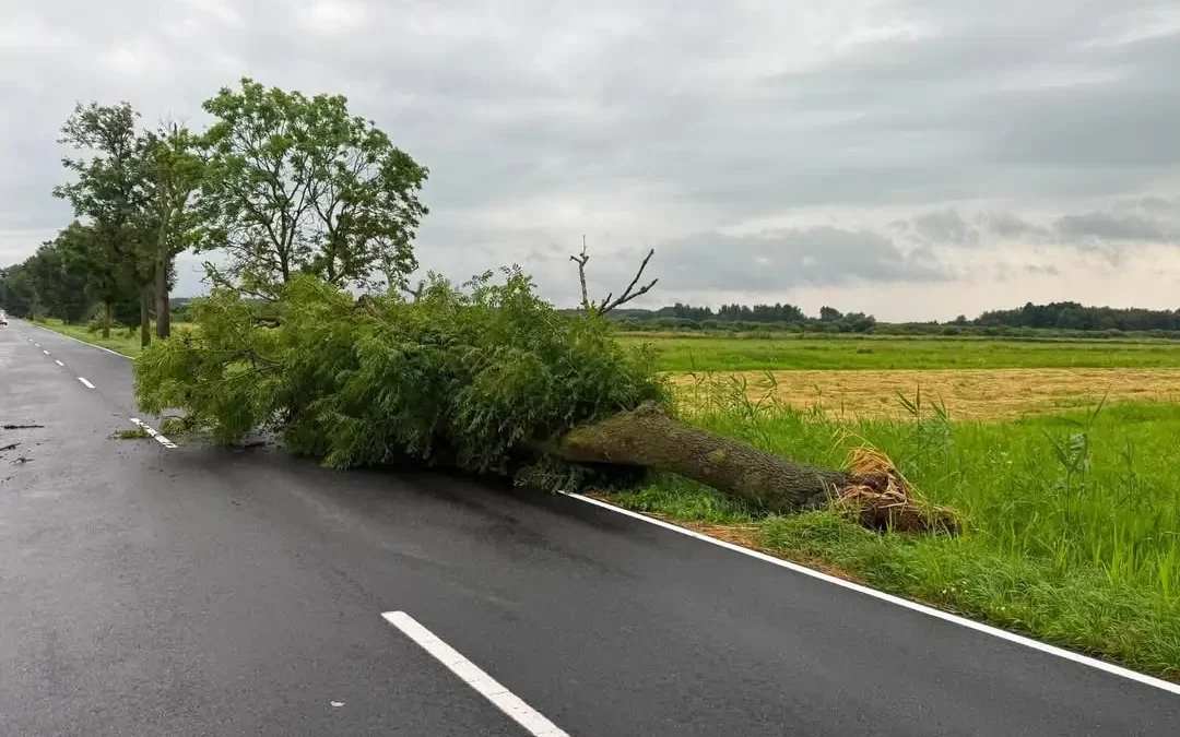 Powalone drzewo na drodze DW190 – interwencja OSP Szamocin