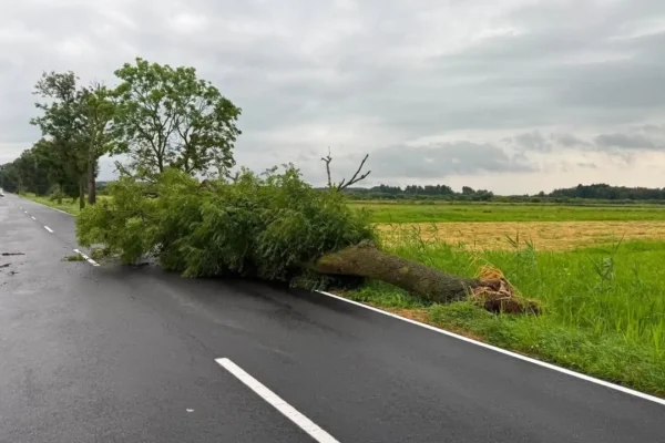 Powalone drzewo na drodze DW190 – interwencja OSP Szamocin