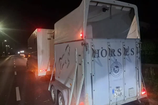 Nocna interwencja w Budzyniu: koń zakleszczony w przyczepie