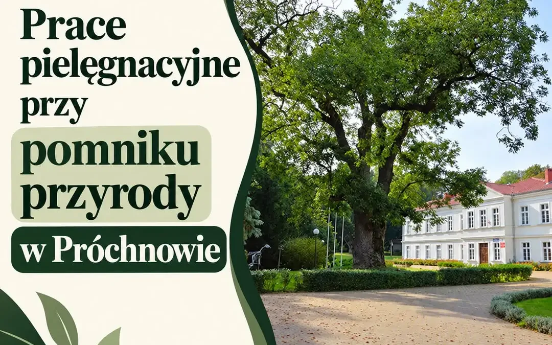 Jesion w Próchnowie przejdzie pielęgnację po sierpniowej burzy
